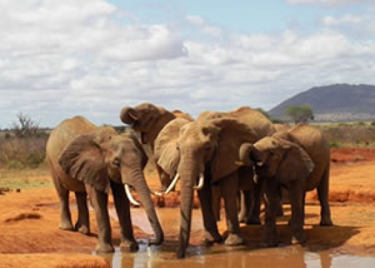 Africa Kenya Safari Trip