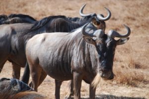 Great Wildebeest Migration