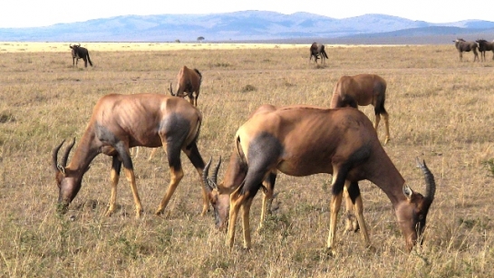 Kenya Safari to Masai Mara