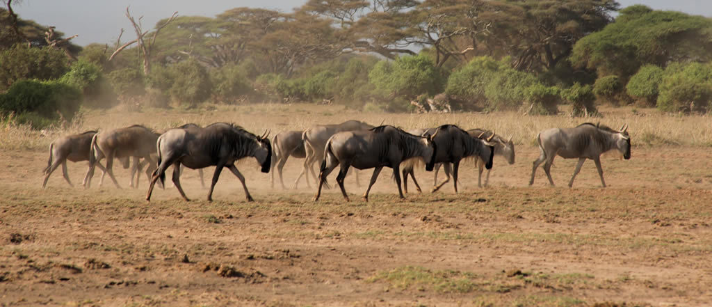 Best Safari In Kenya
