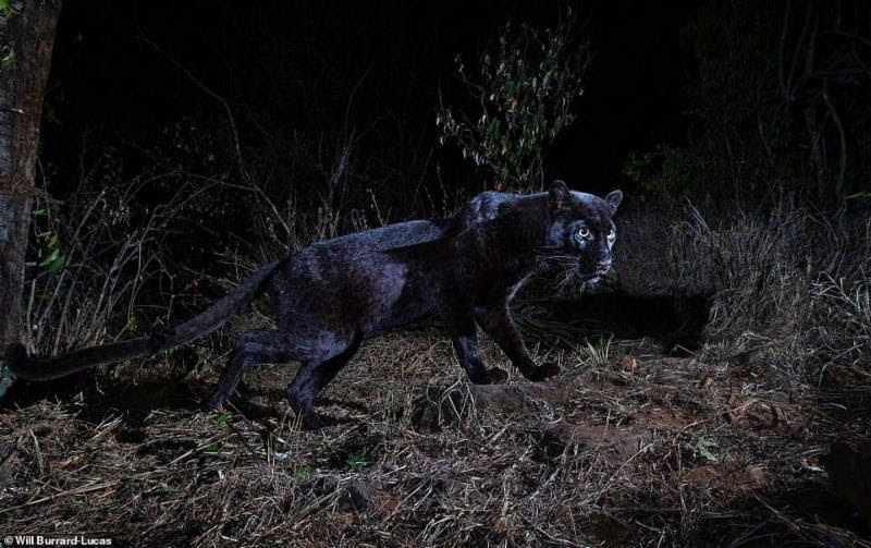 black panther spotted in Kenya