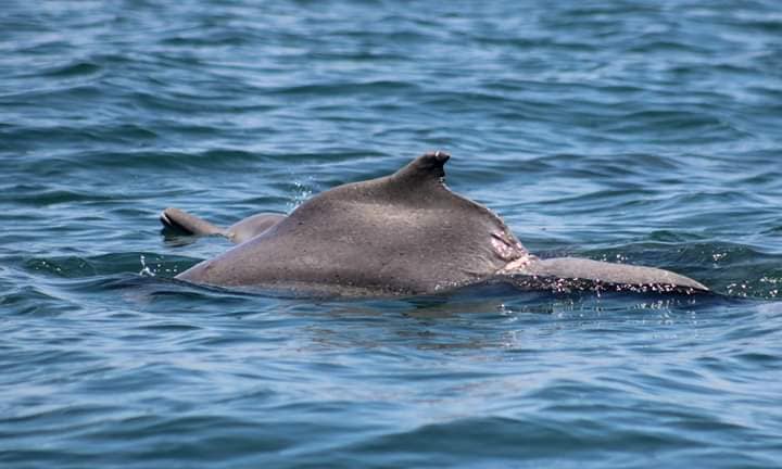 Endangered Humpback Dolphins