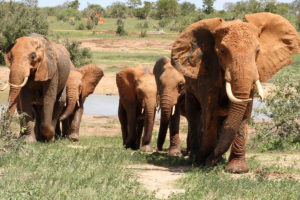 Kenya budget safari tour