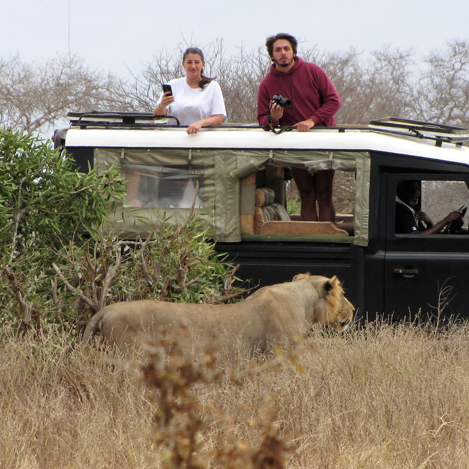 Go for Tsavo safari from mombasa and see the man eaters homeland