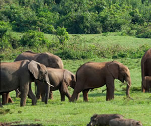 Aberdares TreeTop Lodge elephant pathway