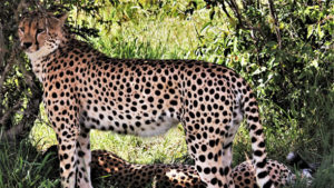 Cheetah in Kenya Safari Tours