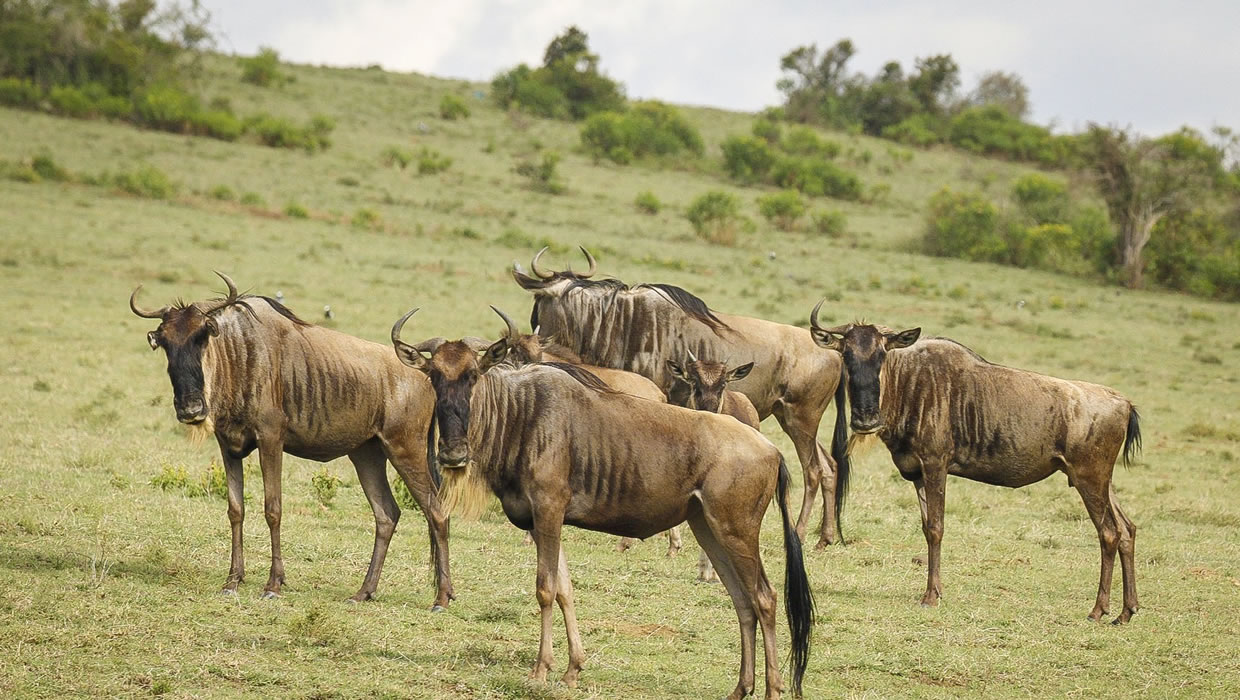 migration of the wildebeest masai mara