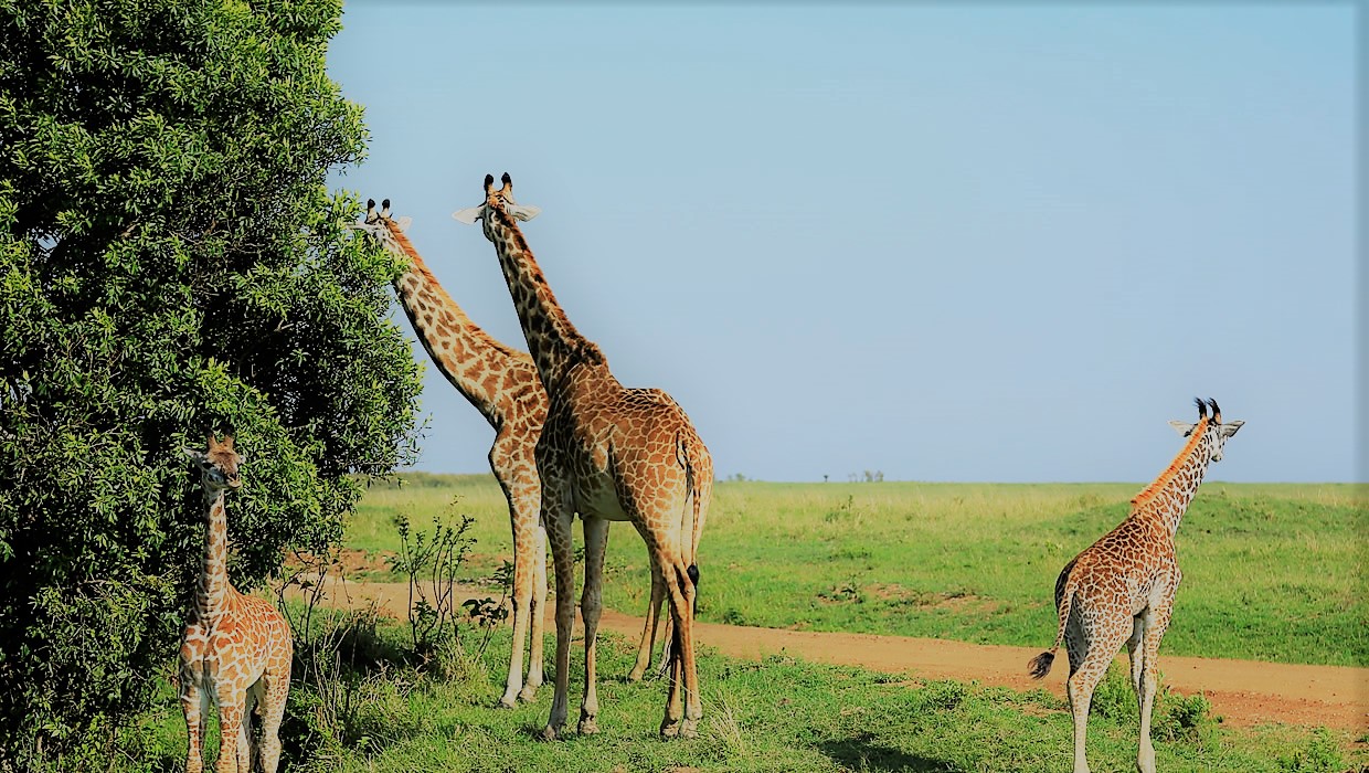 Giraffe 3 Tsavo East West
