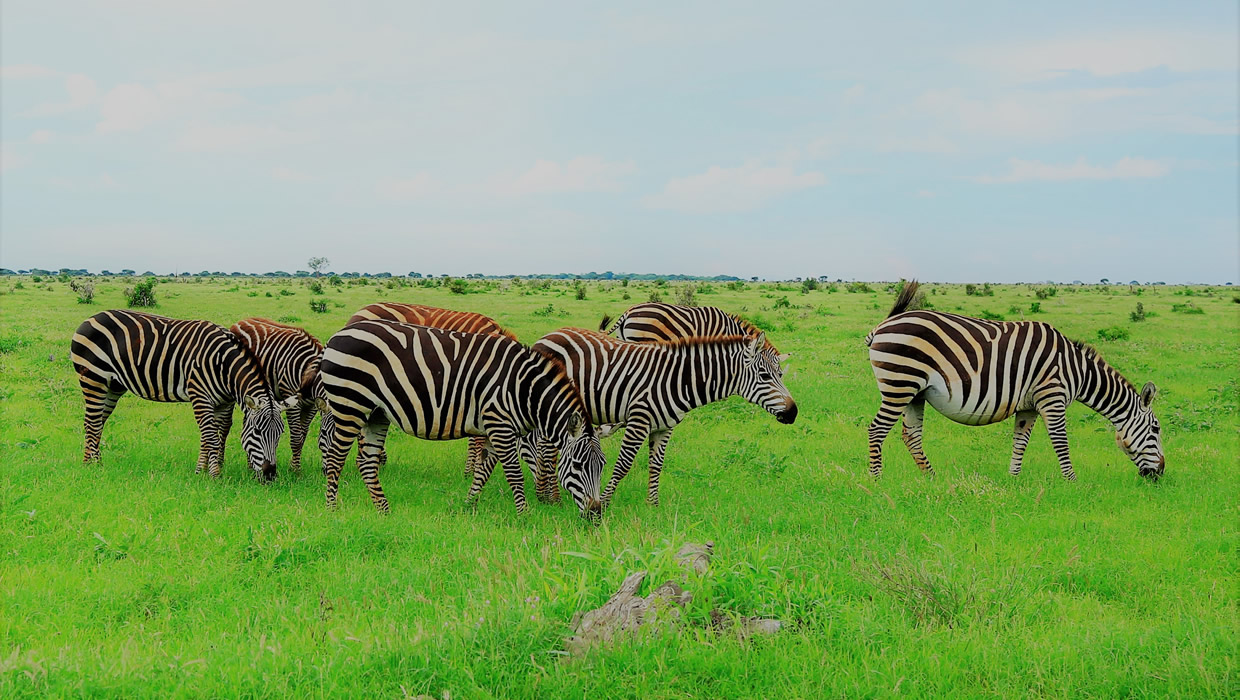 Zebra Tsavo East National Park