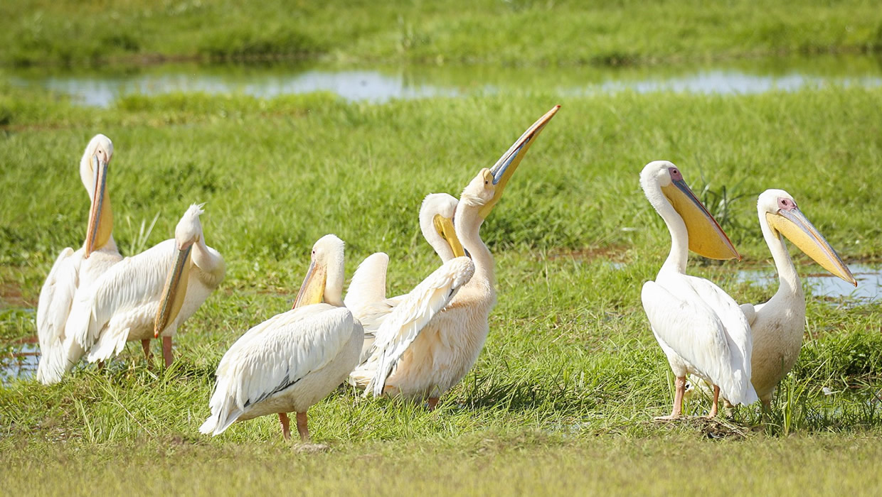 african white pelicans
