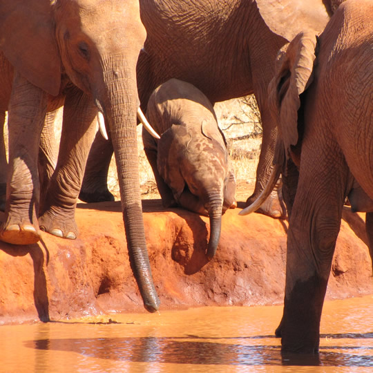 Elephant Herds with African Memorable Safaris