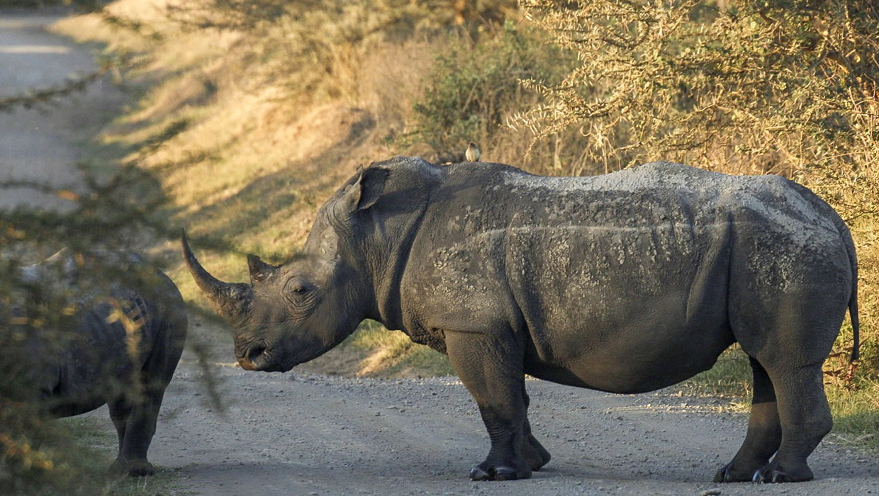 black rhino 2