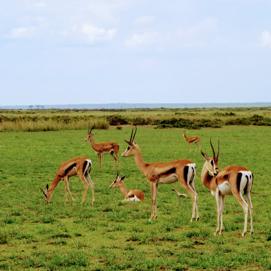 Gazzelle Herds Kenya Safari Tour Packages
