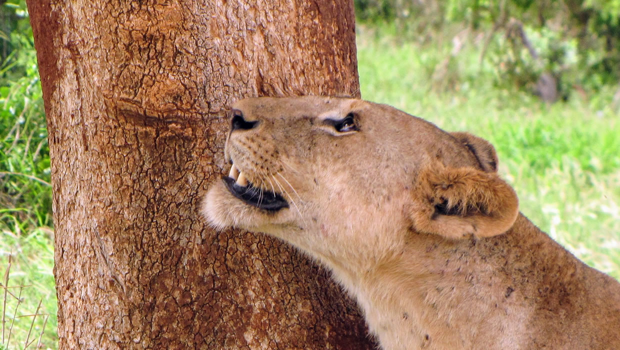 Lioness Looks Up In Tree Tsavo East