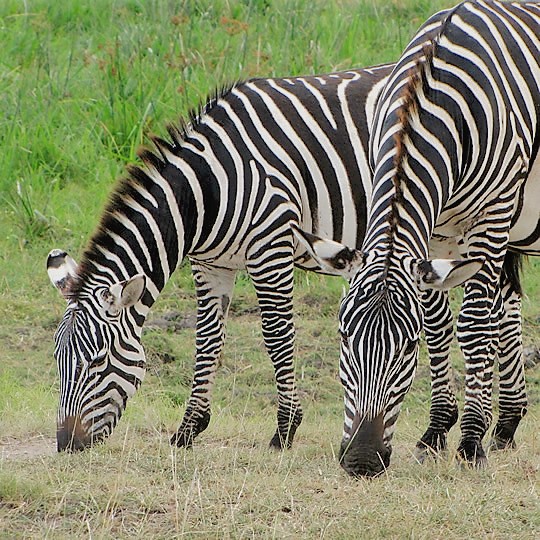 Nairobi day trip - Zebra