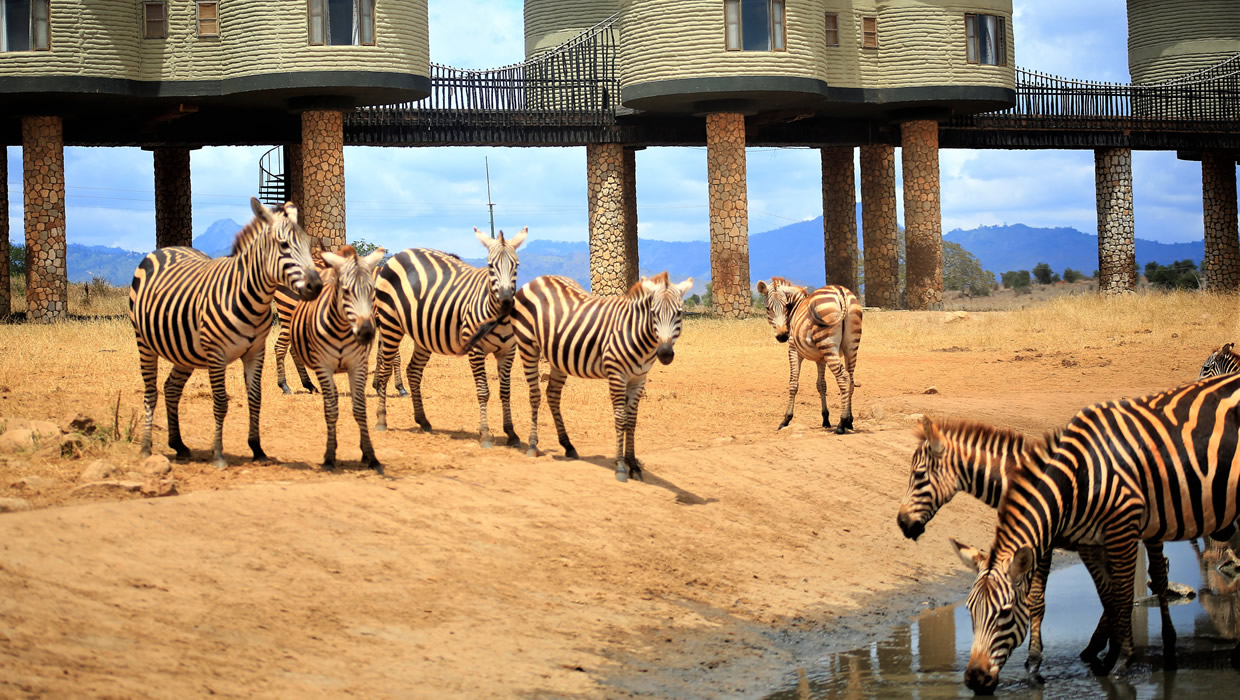 zebra saltlick game lodge