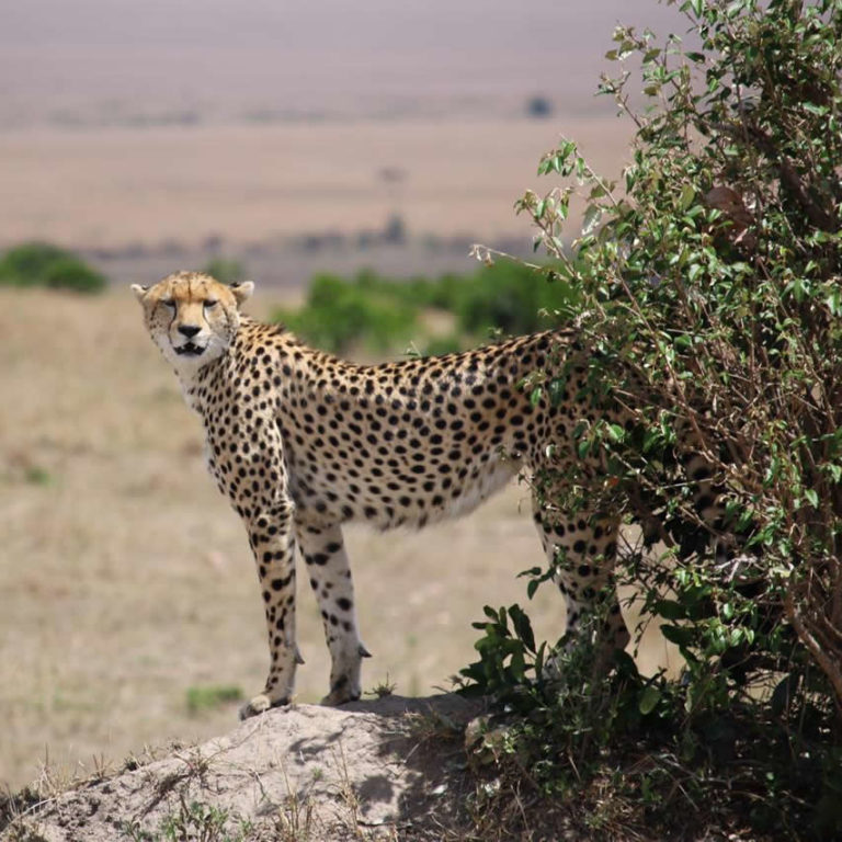 Cheetah Amboseli Africa Kenya Safari