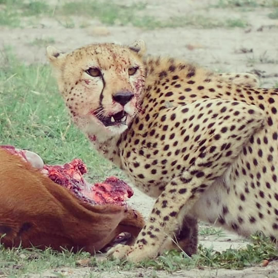 Cheetah Eating Impala Africa Kenya Safari