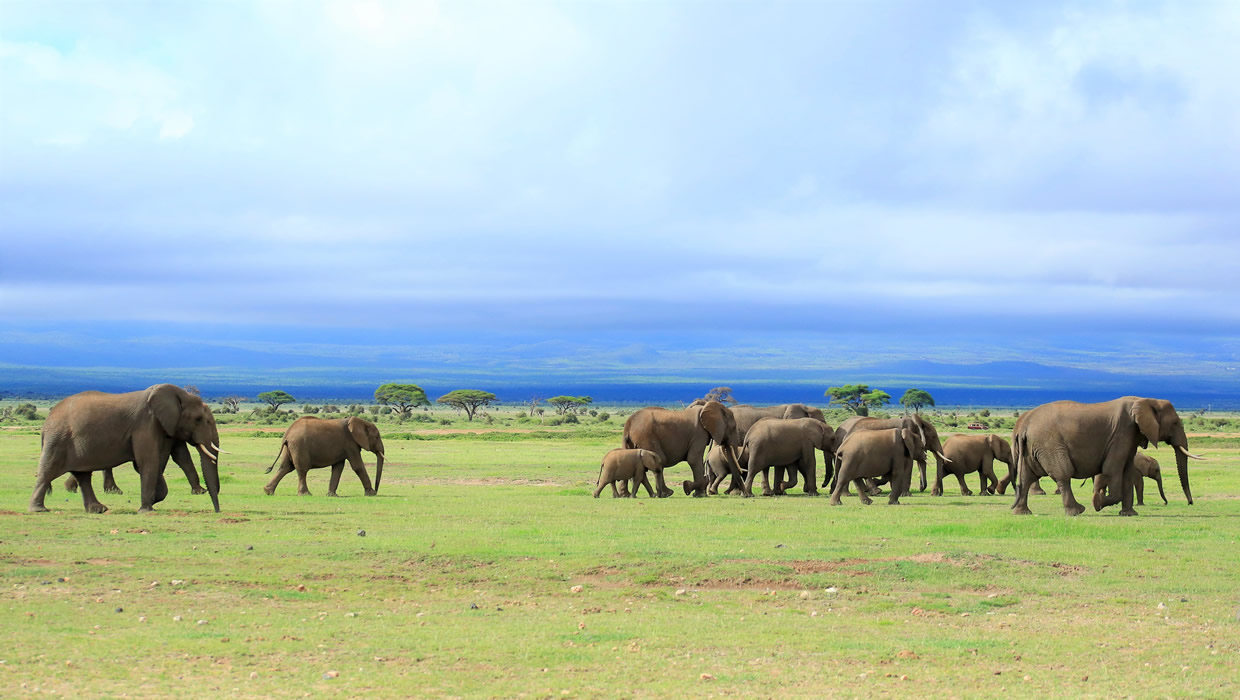 elephant herd amboseli