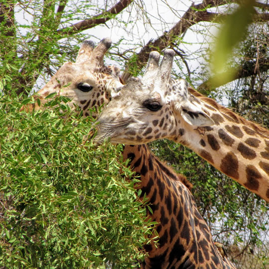 Giraffes Africa Kenya Safari