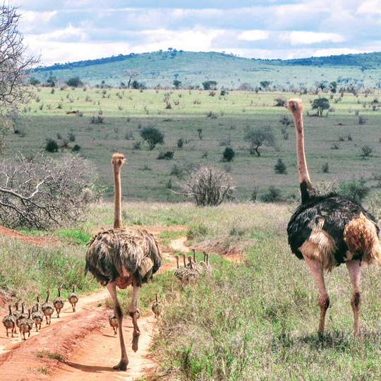 Male Female ostrich With Chicks