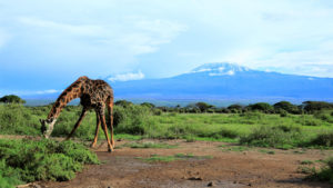 Mt. Kilimanjaro at Amboseli National Park