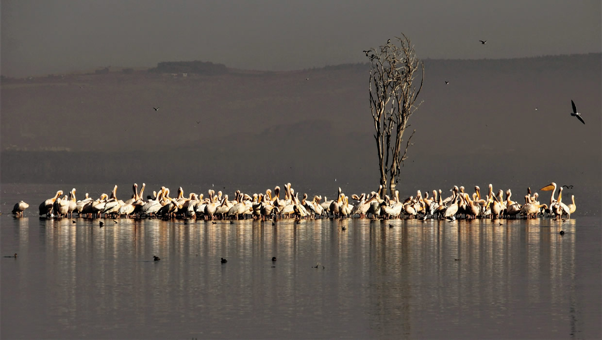 pelicans birds lake nakuru