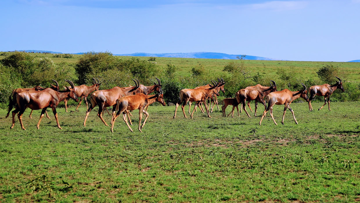 topi herd Masai Mara