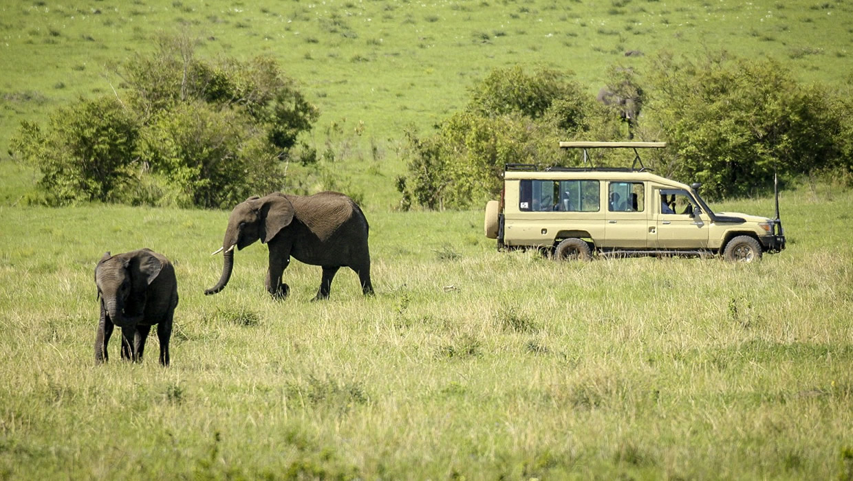 elephants safari landcruiser jeep masai mara