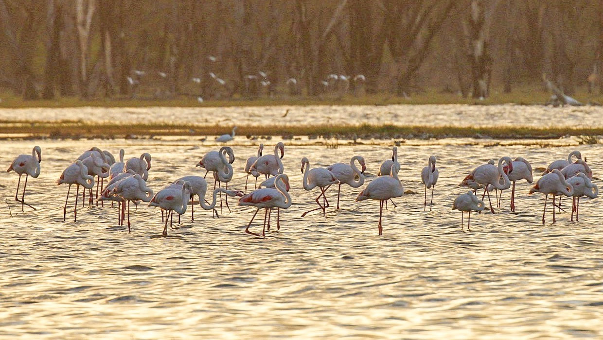 flamingoes lake nakuru kenya