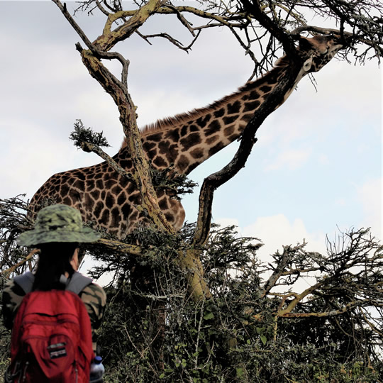 giraffe-tourist-walking-crescent-island