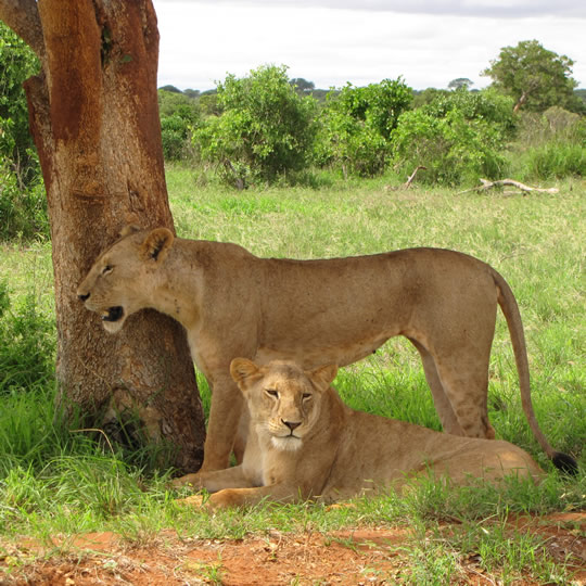 lion-under-tree-shade-kenya