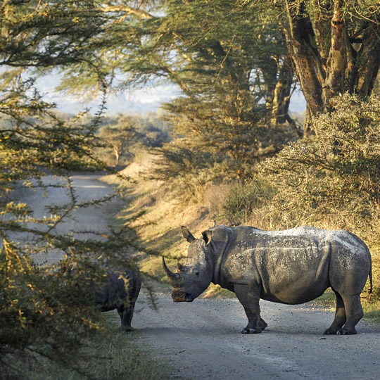 Nairobi day trips - Rhino