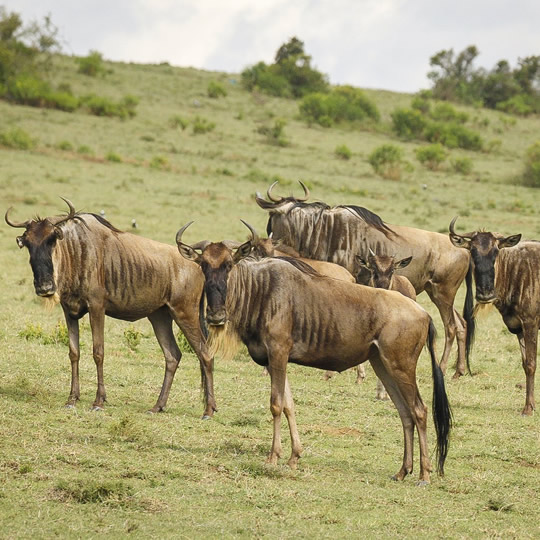 Mombasa Masai Mara Safari with African Memorable Safaris