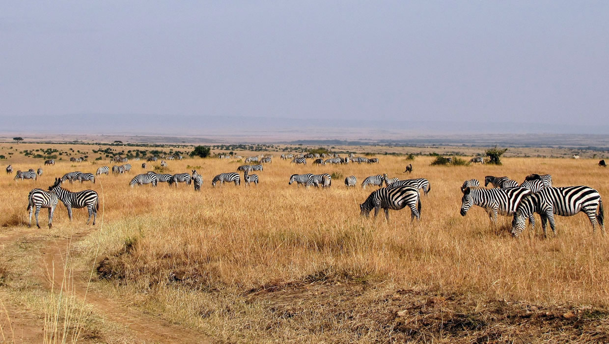 Zebras Dazzle Masai Mara National reserve