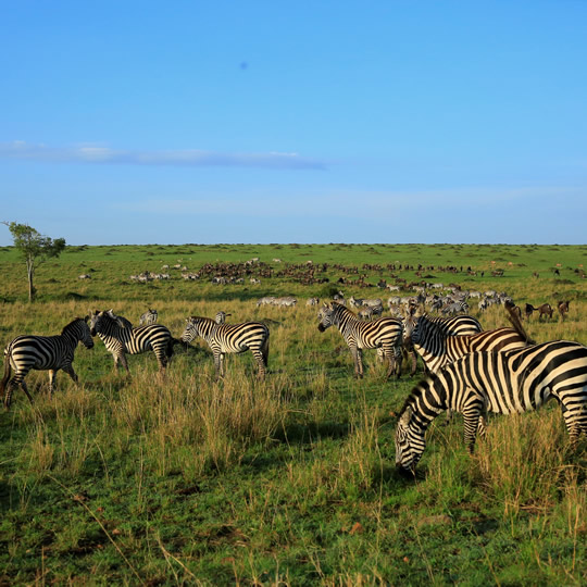 zebras-wildebeests-masai-mara