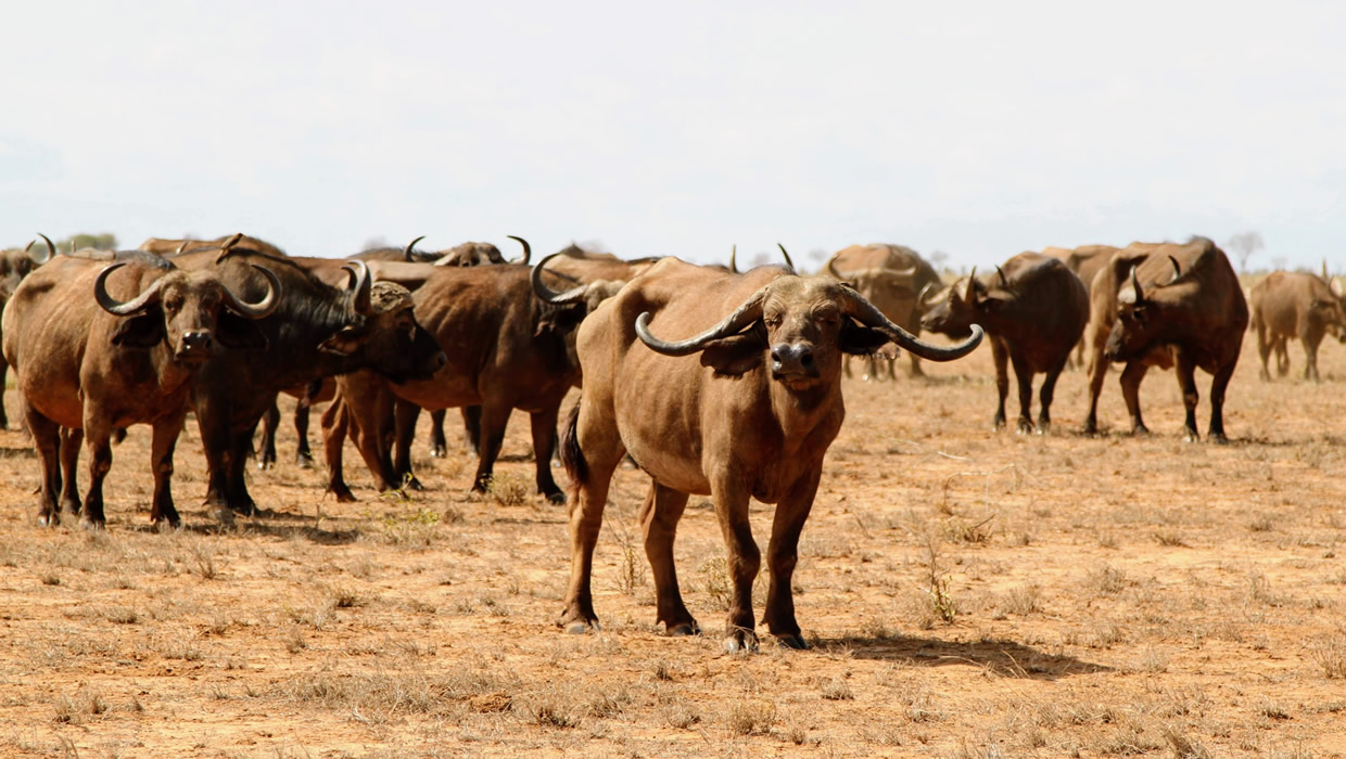 buffalo herds kenya safari