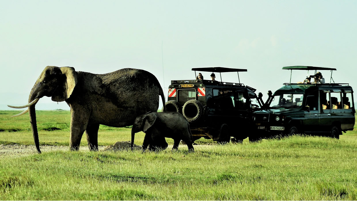 Elephant Calf Cruiser Jeeps