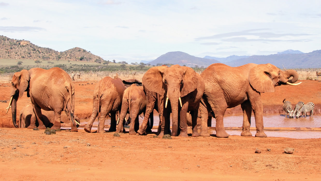 elephants in taita hills wildlife sanctuary