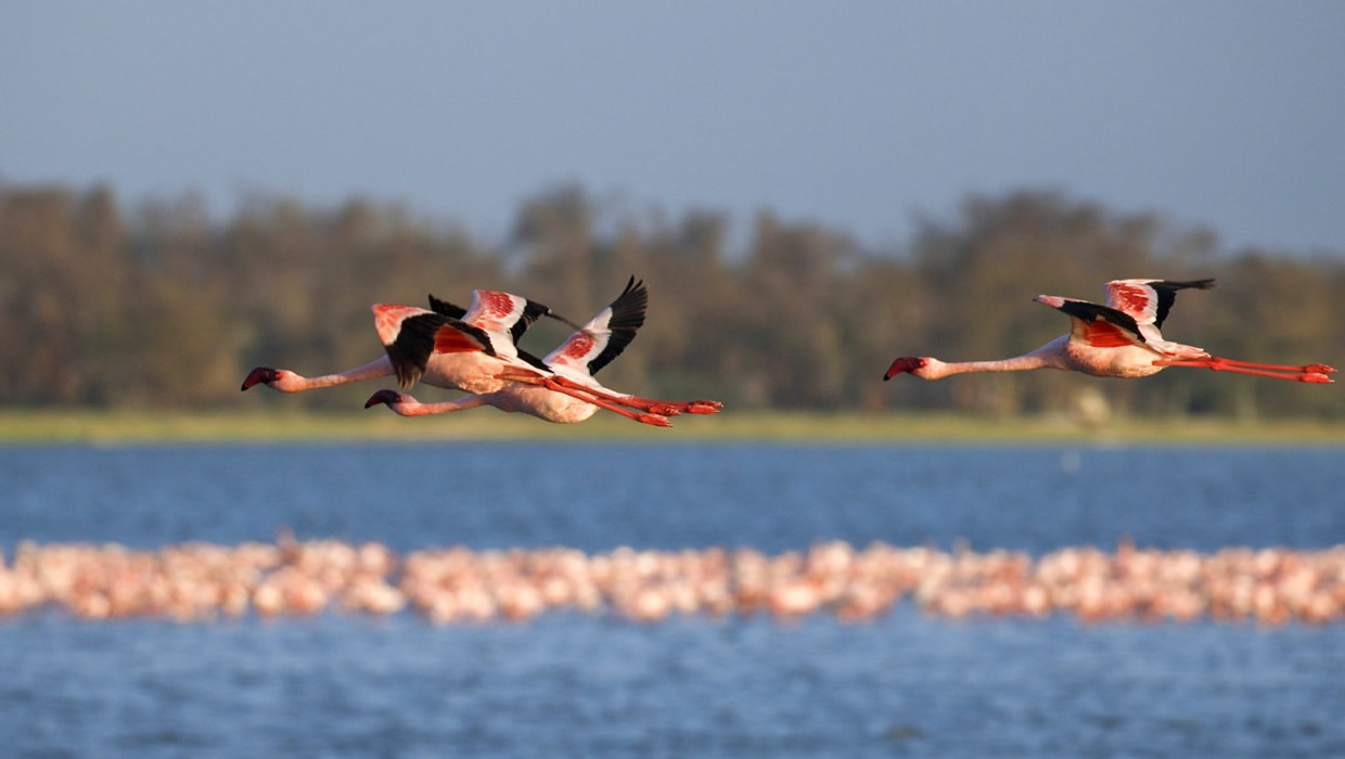 lake nakuru kenya flamingoes