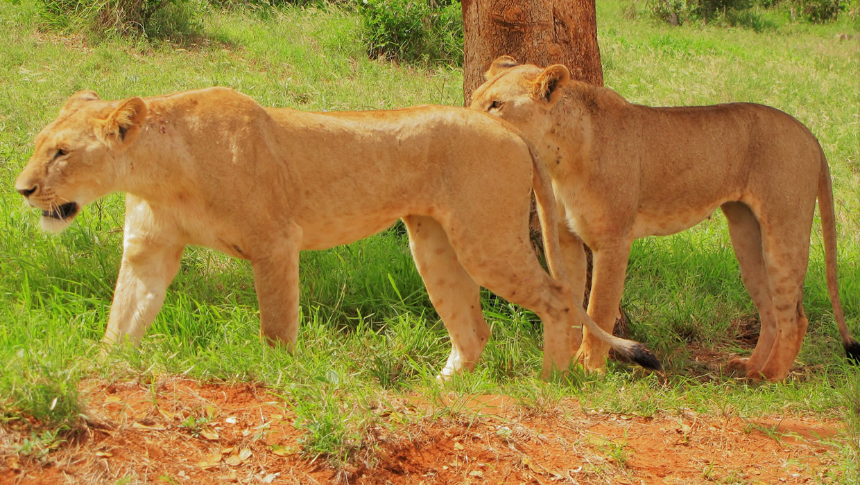 Lion of Tsavo