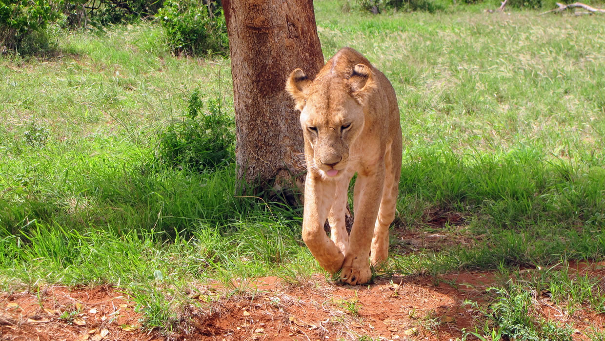 Lioness National Kenya Safari