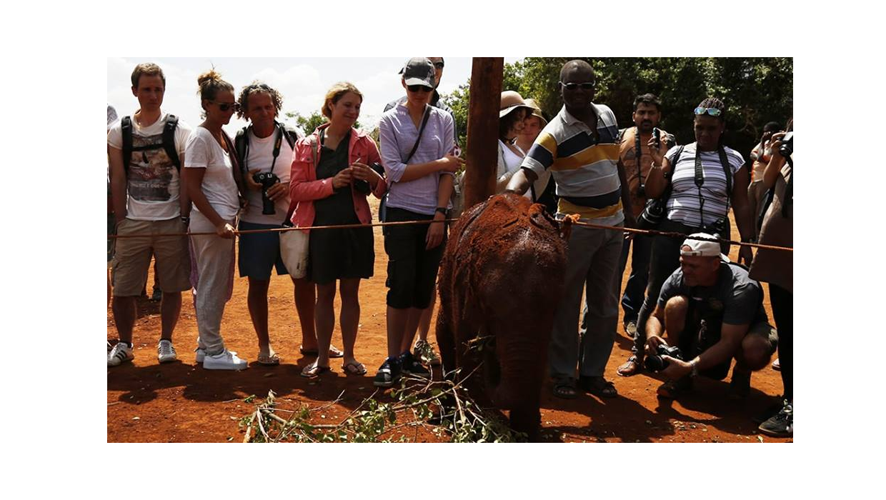 sheldrick elephant orphanage nairobi