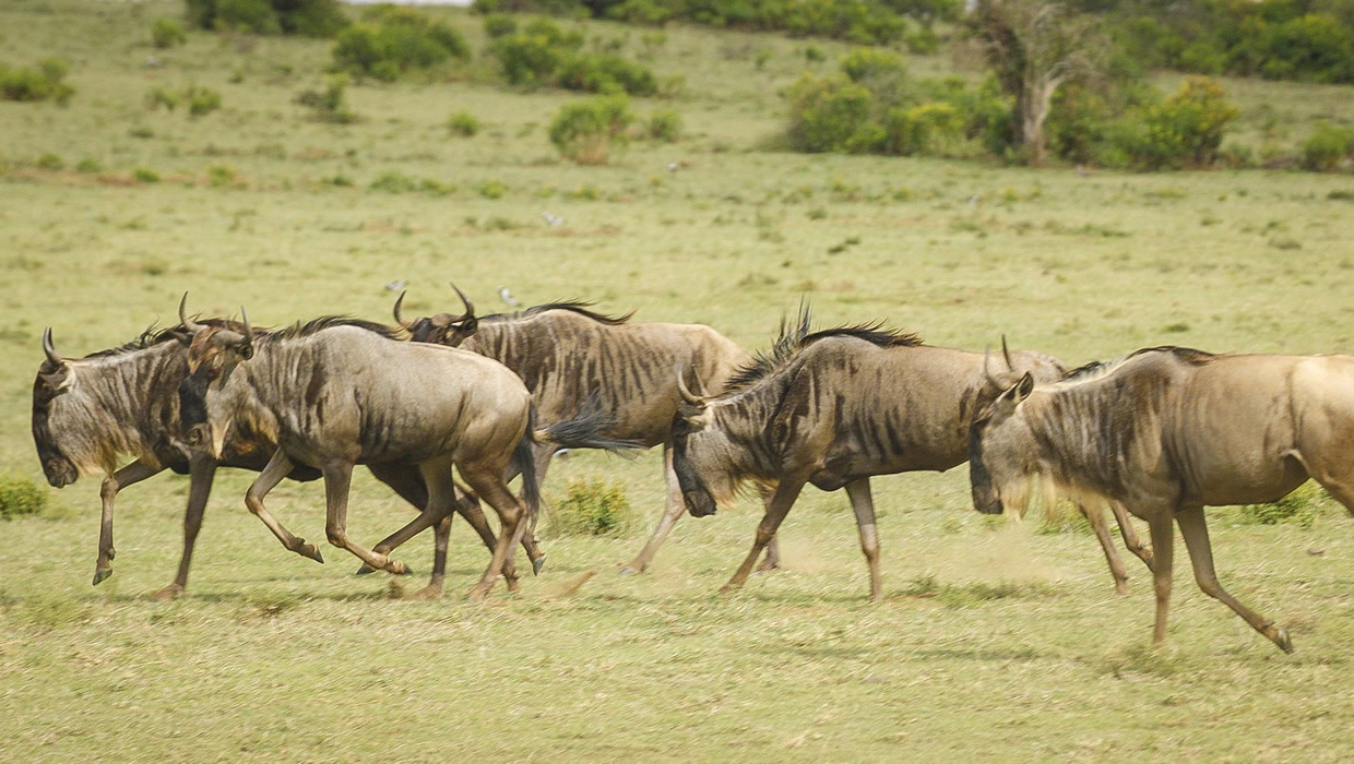 wildebeest gnu masai mara