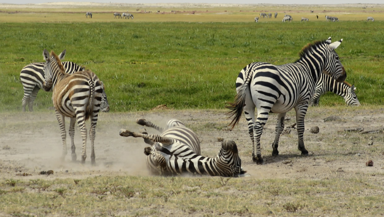 Zebra Rolling Dust Kenya