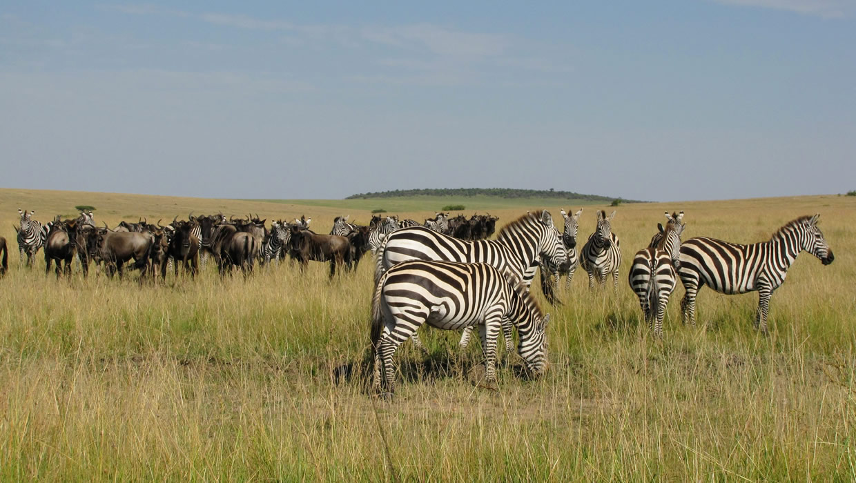 Zebra Wildebeest Masai Mara