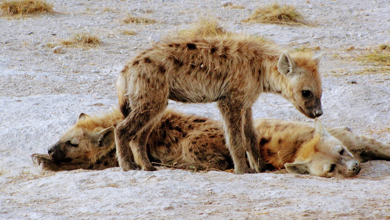 Hyenas In National Park
