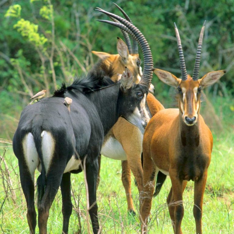 One day, Diani - Sable antelope