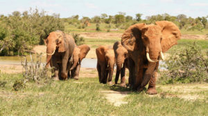 Tsavo East Elephant