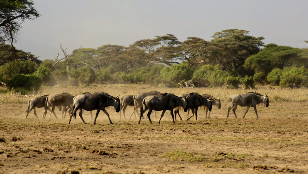bufaloes-masai-mara-safari-kenya